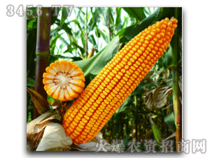 亮宇种业-英科1号-玉米种子